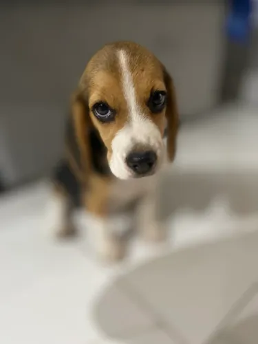 Vende-se cachorra beagle 