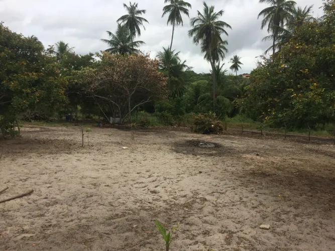 Sítio com coqueiros é próximo a praia