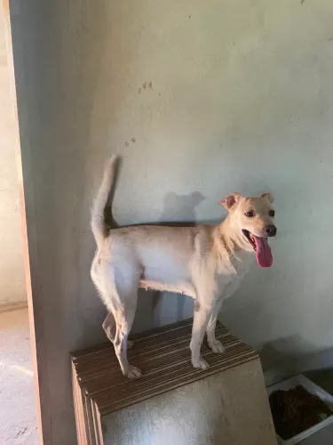 Adoção