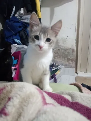 Gatinho para doação
