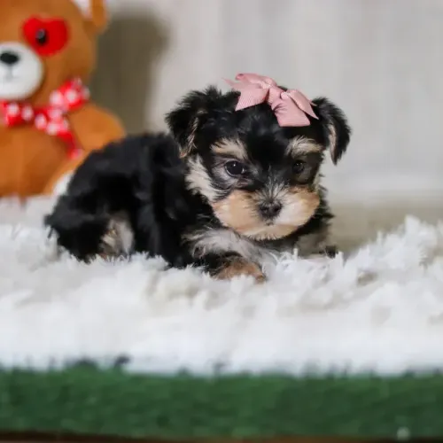 Filhotes Ursinhos Morkie Puppy (Maltês + Yorkshyre Terrier)