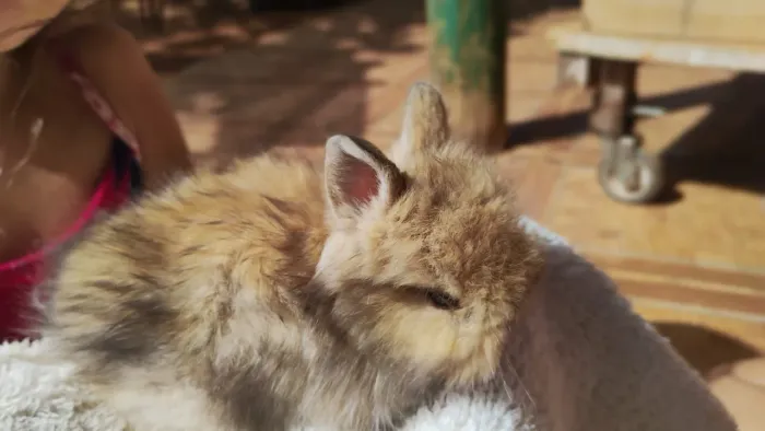 Vende se mini coelhos 