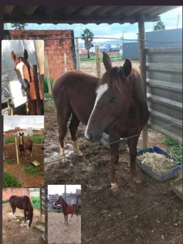 Vendo potra quarto de milha 