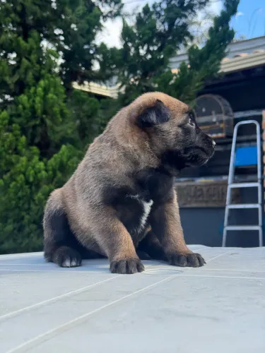 Filhotes de pastor belga Malinois 