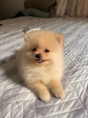 Spitz alemão Fêmea