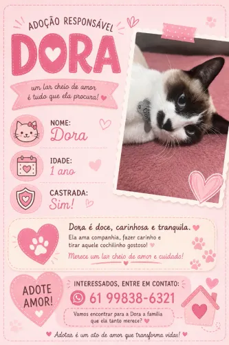 Doação Gata Fêmea