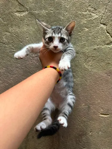 Doa-se filhotes de gato