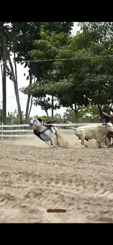 Cavalo de vaquejada