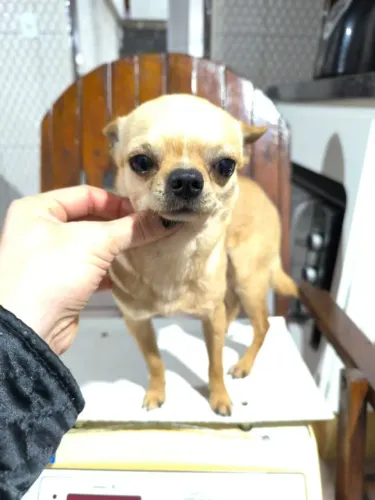 vendo chuaua macho adulto com 3 anos otimo reprodutor