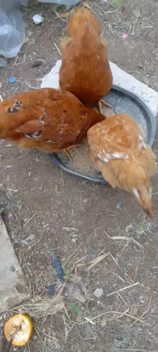 Galinhas Caipirão de 3 meses Kit 3 por R$180,00
