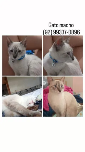 Doa-se gatos lindos