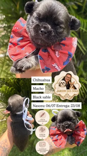 CHIHUAHUA MACHO PELO LONGO