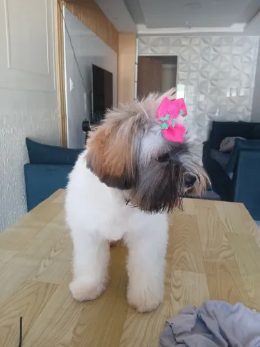 Vendo uma linda filhote de shitizu fêmea. 