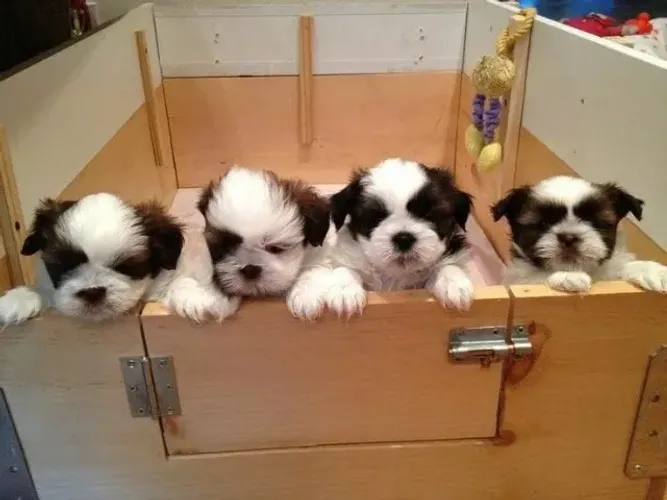 Filhotes de Shih tzu | Um cachorro com muito carisma.