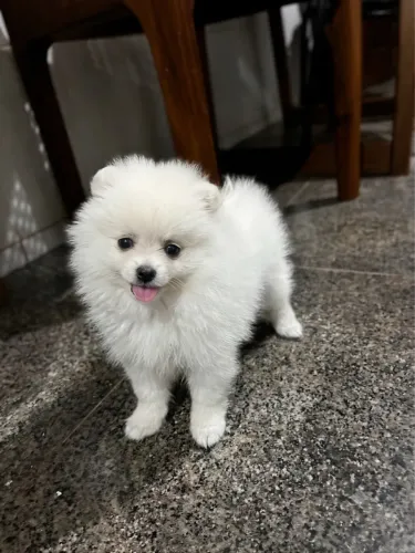 Filhote Lulu da Pomerânia - Spitz Alemão Anão Premium