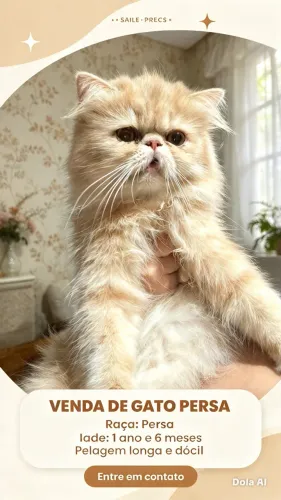 Gata persa