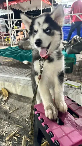 Lindo Husky Siberiano puro