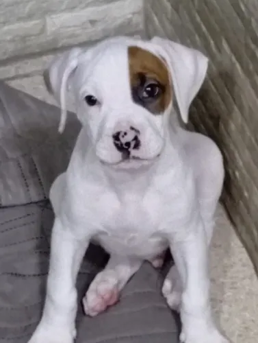 Boxer Cachorro Boxer
