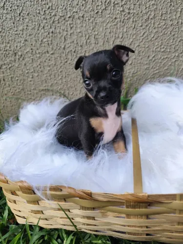 Pinscher Macho