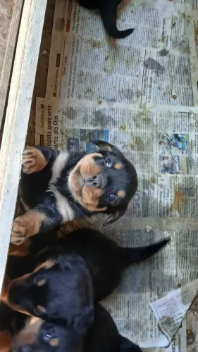 Vendo filhotes de rottweiler 