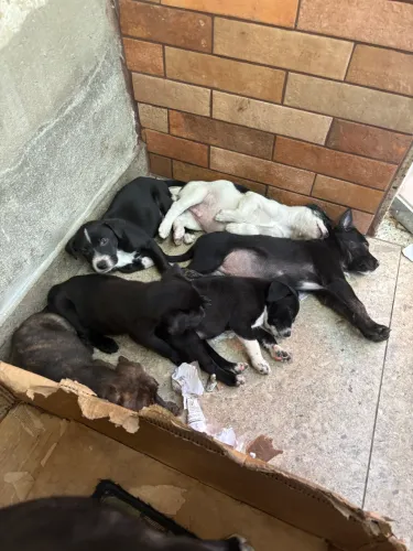 Doa-se filhotes (cachorrinhos)