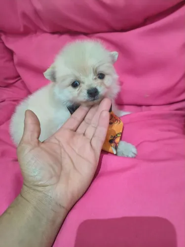 Não percam macho e fêmea de Spitz ótimo valor 