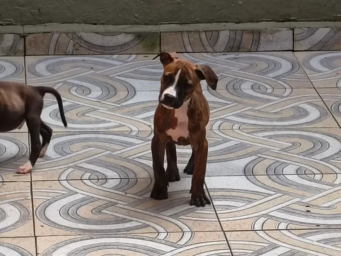 Filhotes de pitbull