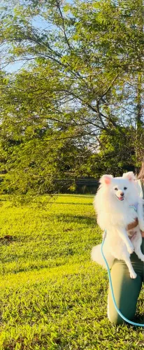 Doação de spliz alemao (lulu da pomerania fêmea