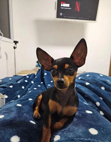 Pequeno no porte, gigante no carinho. Pinscher 0 filhote!