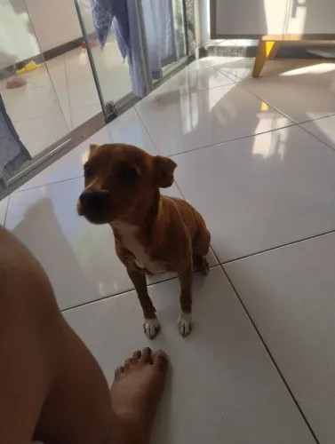Vendo pinscher número 2