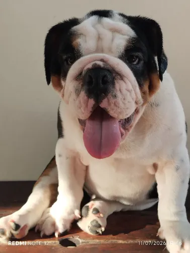 Filhotes de Bulldogue Inglês - Para pessoas exigentes