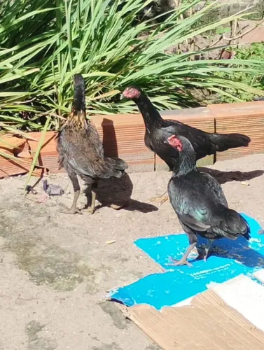 GALINHA DA RAÇA SHAMOO PRETO. PURA 