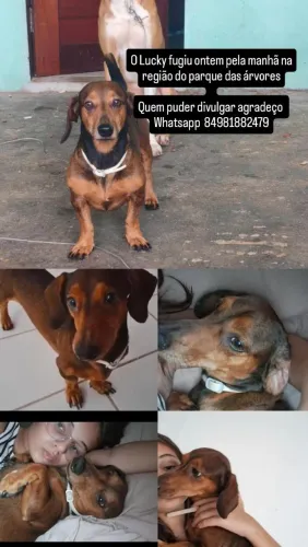 Cachorro perdido