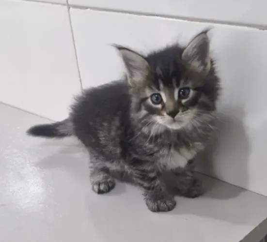 Maine Coon nas cores cinza, red e black