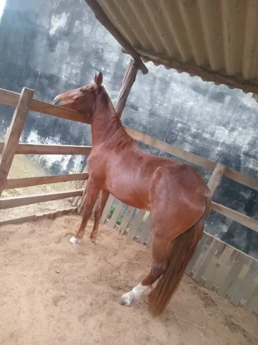 Potro mestiço argentino de charrete