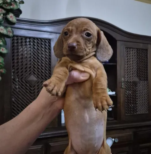Dachshund miniatura
