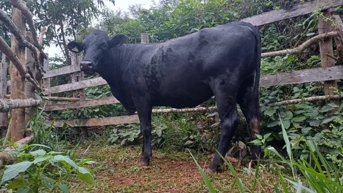 Venda de novilha