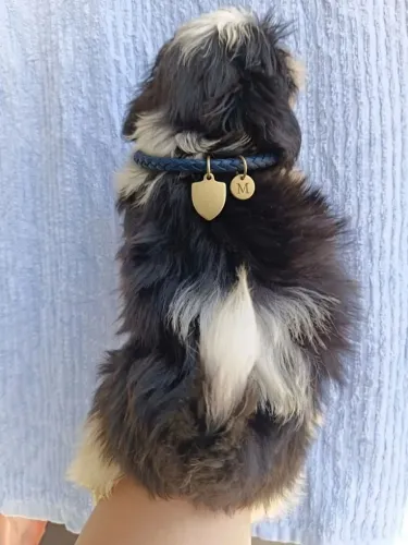 Shitizu machinho pequeno .leia descricao