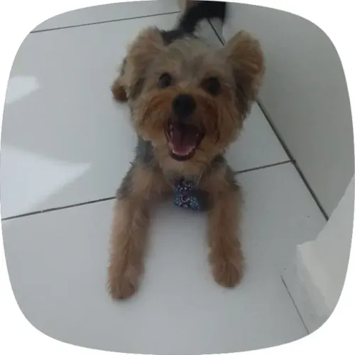 Vende-se cachorro Yorkshire Mini