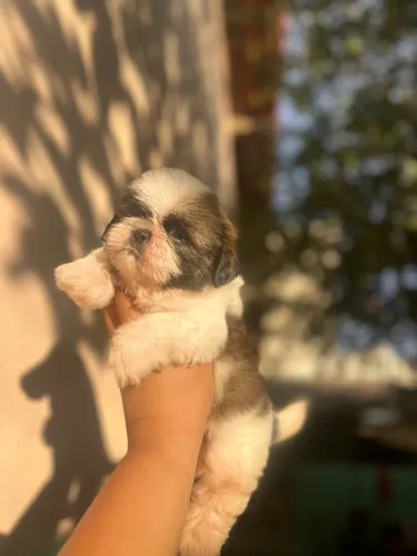 Shihtzu Macho @CanilImpérioPereira
