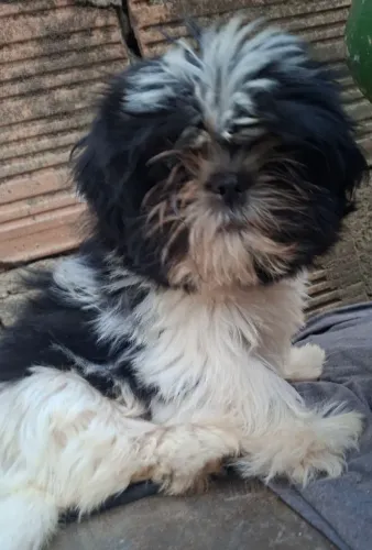 Shih tzu filhote fêmea 
