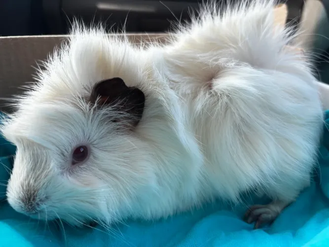 Porquinho da india albino macho