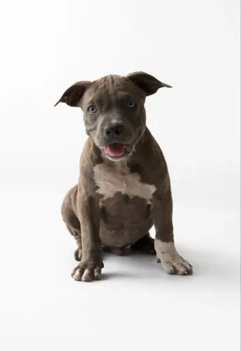 American bully pocket macho filhote 