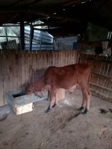 Vendo bezerro raça gir 