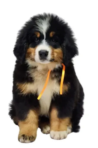 Bernese Mountain Pedigree de Pureza e Microchip 