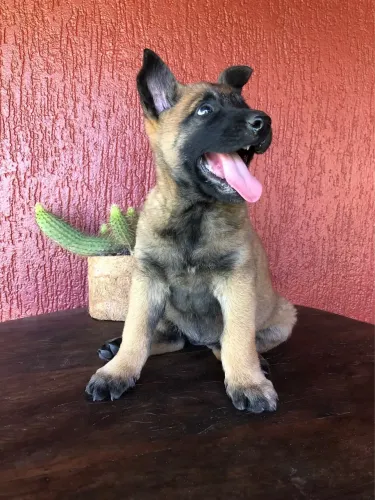 Vendo Pastor belga malinois filhote