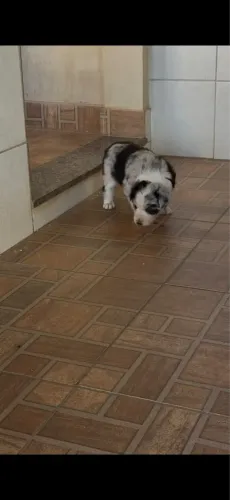 BORDE COLIE LEGÍTIMOS!