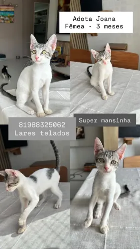 Filhotes lindos e mansos disponíveis para adoção