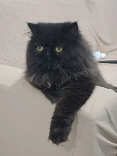 Gato persa procura namorado para cruzamento 