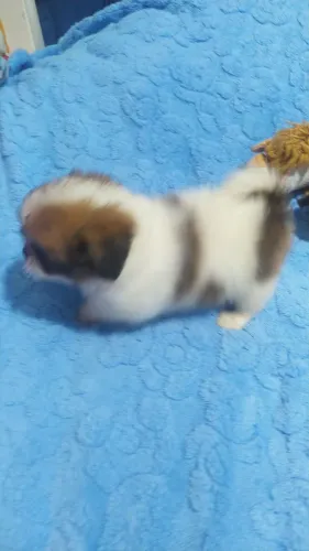 shitzu mini
